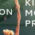 Kinesin Motor Protein 3D Animation With Labels