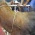 LOS TOROS CONQUISTADORES Rancho El Capullo En San Jose El Potrero Gro 2026